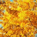 Hotspots - Autumn trees in the park