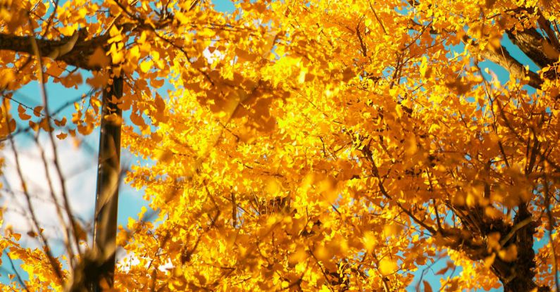 Hotspots - Autumn trees in the park