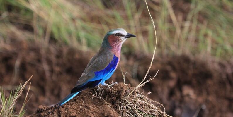 Plant Species - Side view of small blue bellied roller sitting on ground among green grass