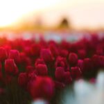 Rose Garden - Red Tulip Field